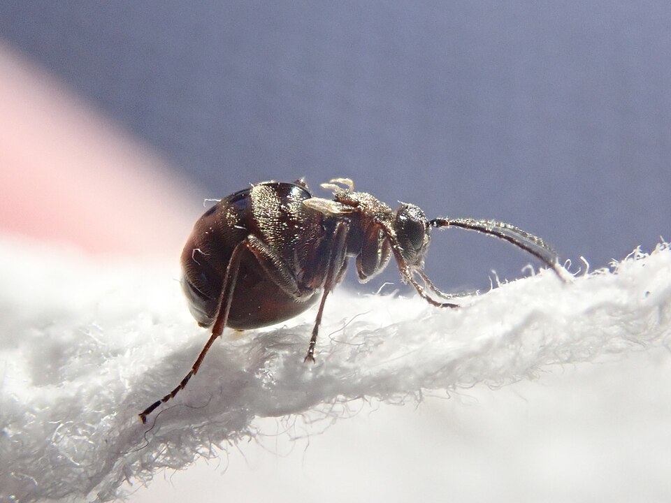 Photo of Jewel oak gall wasp