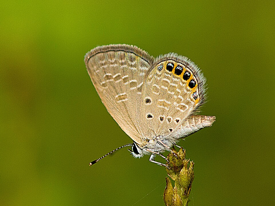 Photo of Jewelled grass-blue
