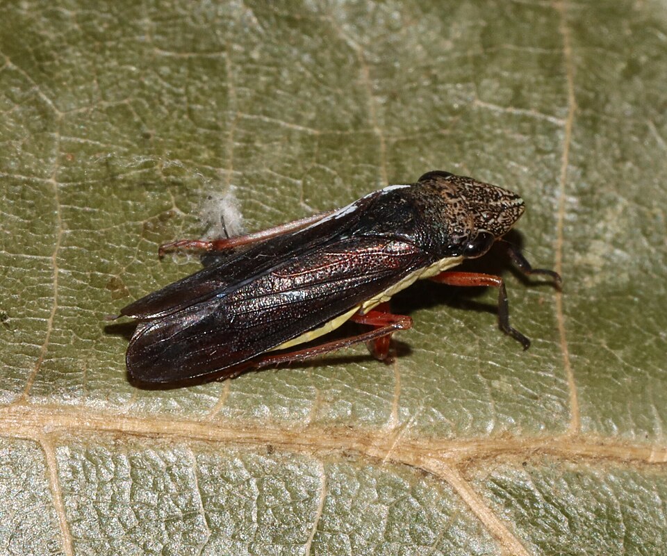 Photo of Johnsongrass sharpshooter