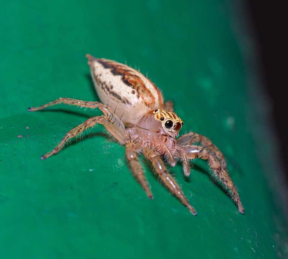 Photo of Jolly telamonia