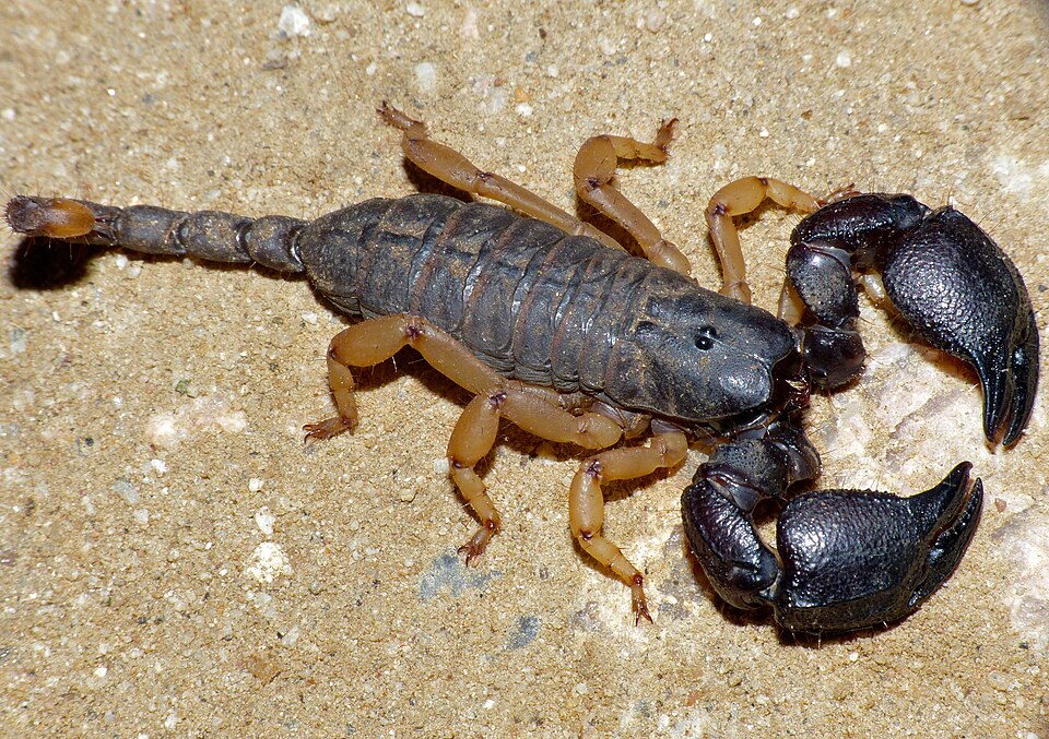Photo of Jones's scorpion