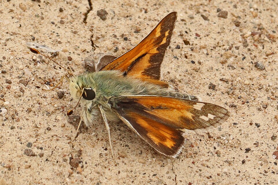 Photo of Juba skipper
