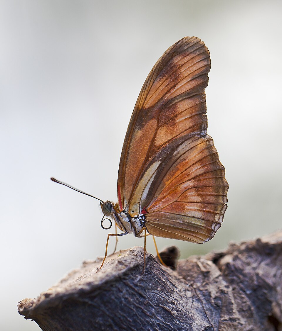Photo of Julia butterfly