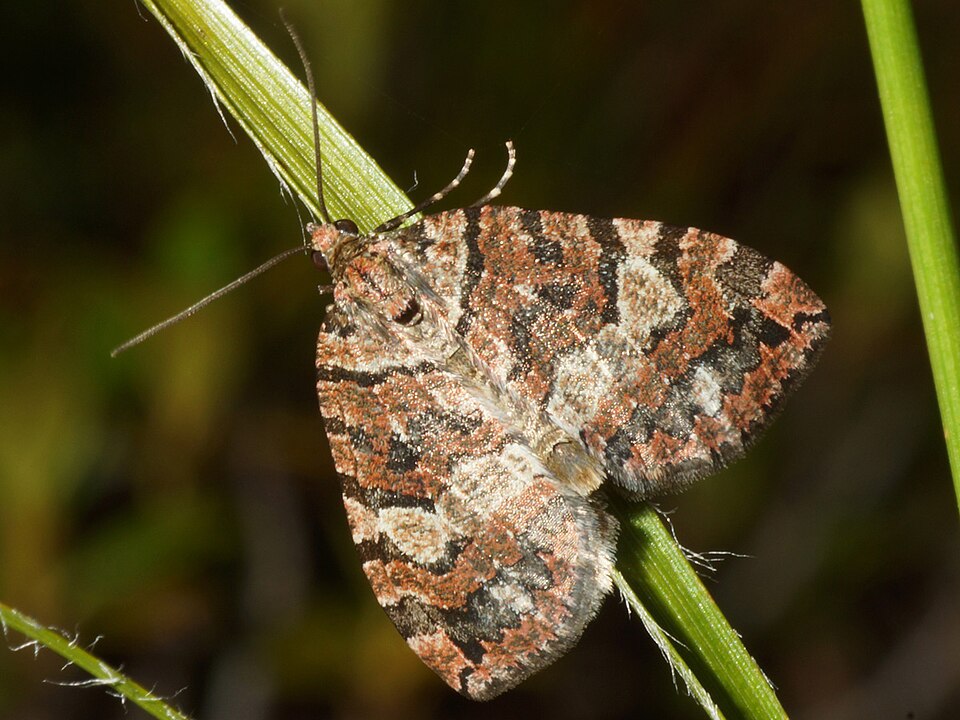Photo of July highflyer moth