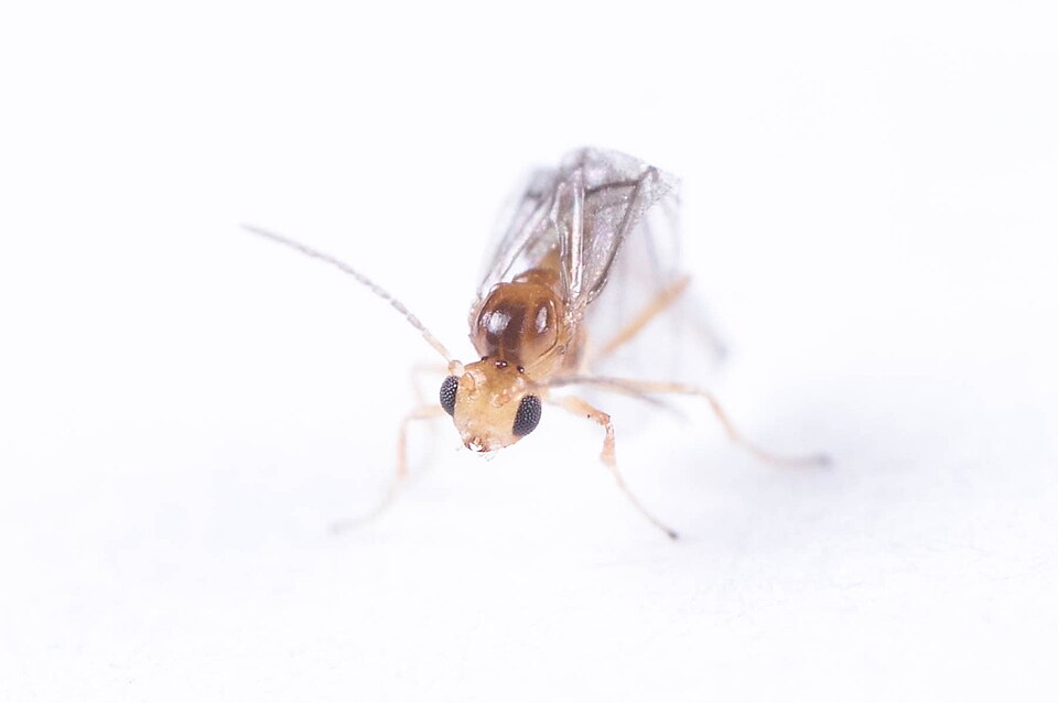 Photo of Jumping gall wasp