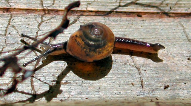 Photo of Jumping snail