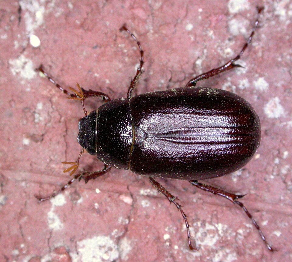 Photo of June bug