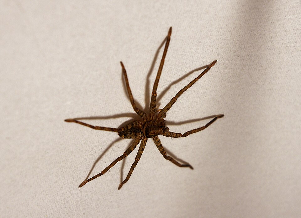 Photo of Jungle huntsman spider