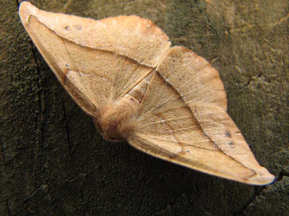 Photo of Juniper geometer moth