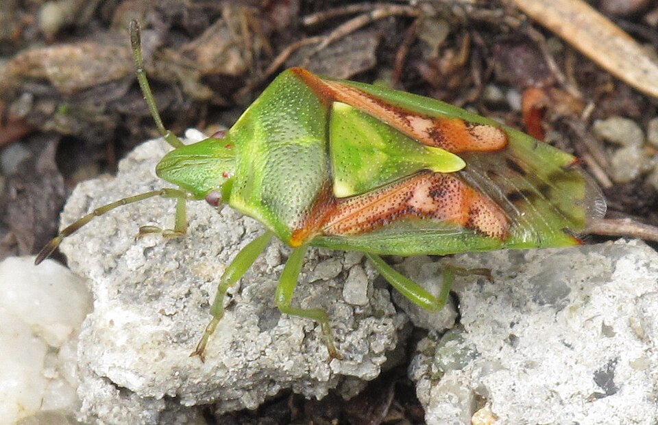 Photo of Juniper shield bug