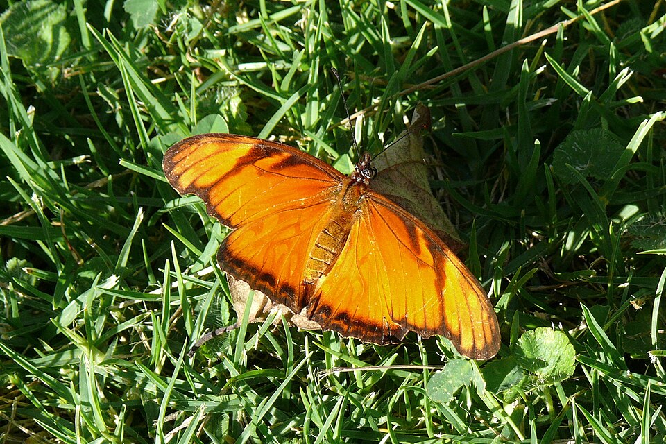 Photo of Juno silverspot