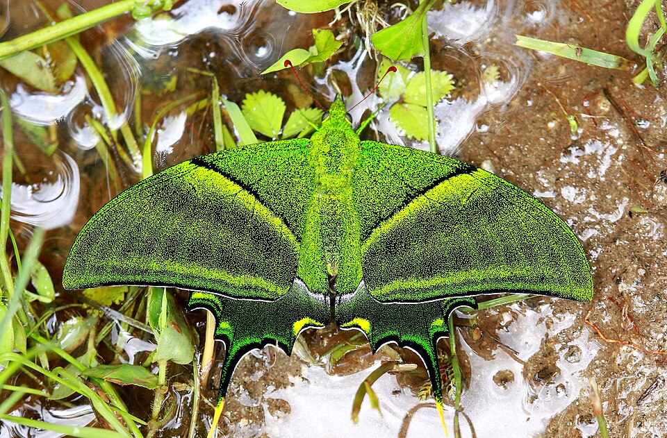 Photo of Kaiser-i-Hind