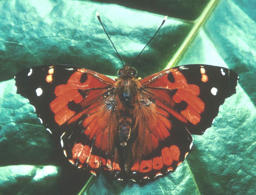Photo of Kamehameha butterfly