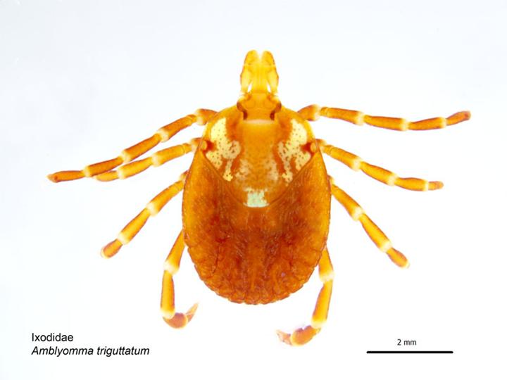 Photo of Kangaroo tick