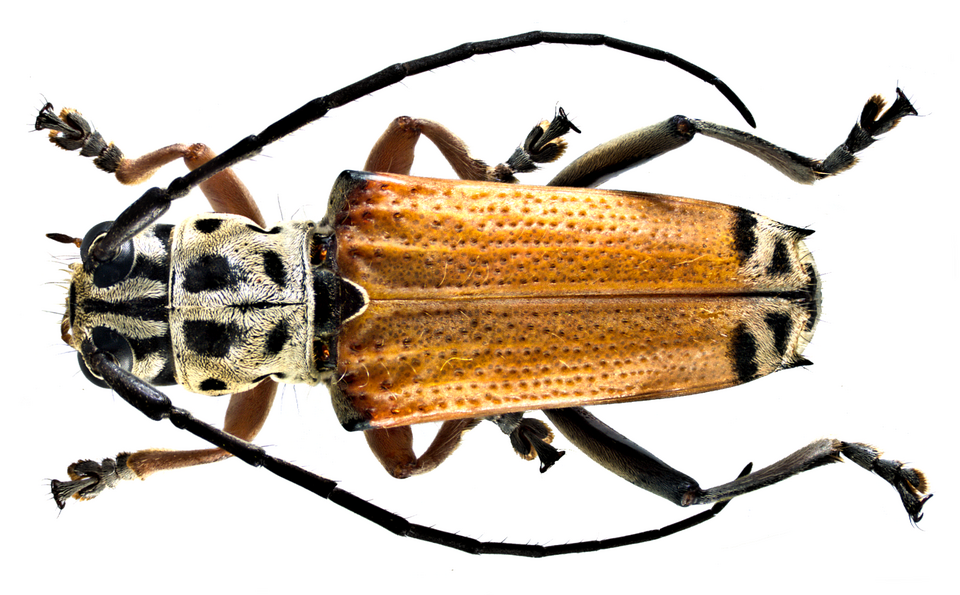 Photo of Kapok longhorned borer