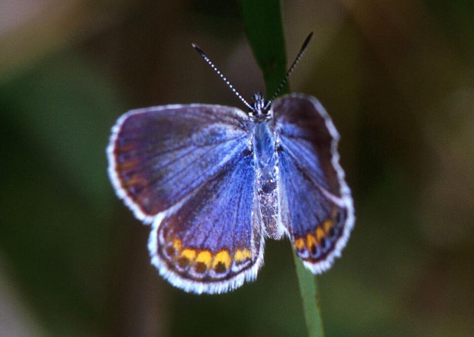 Photo of Karner blue