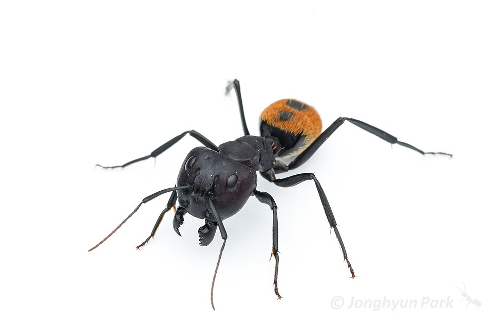 Photo of Karoo balbyter ant