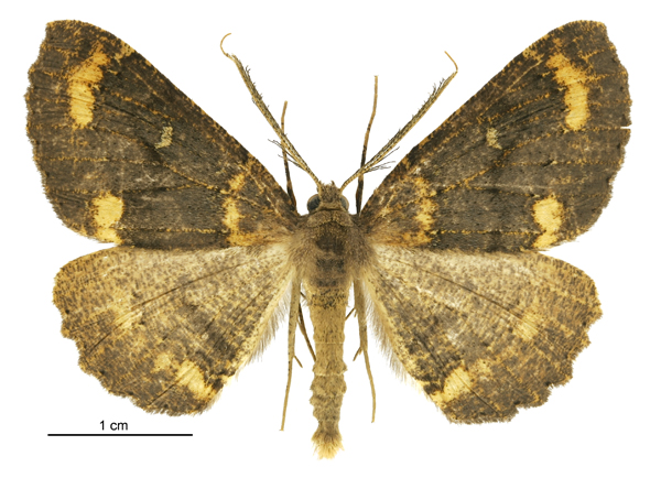 Photo of Kawakawa looper