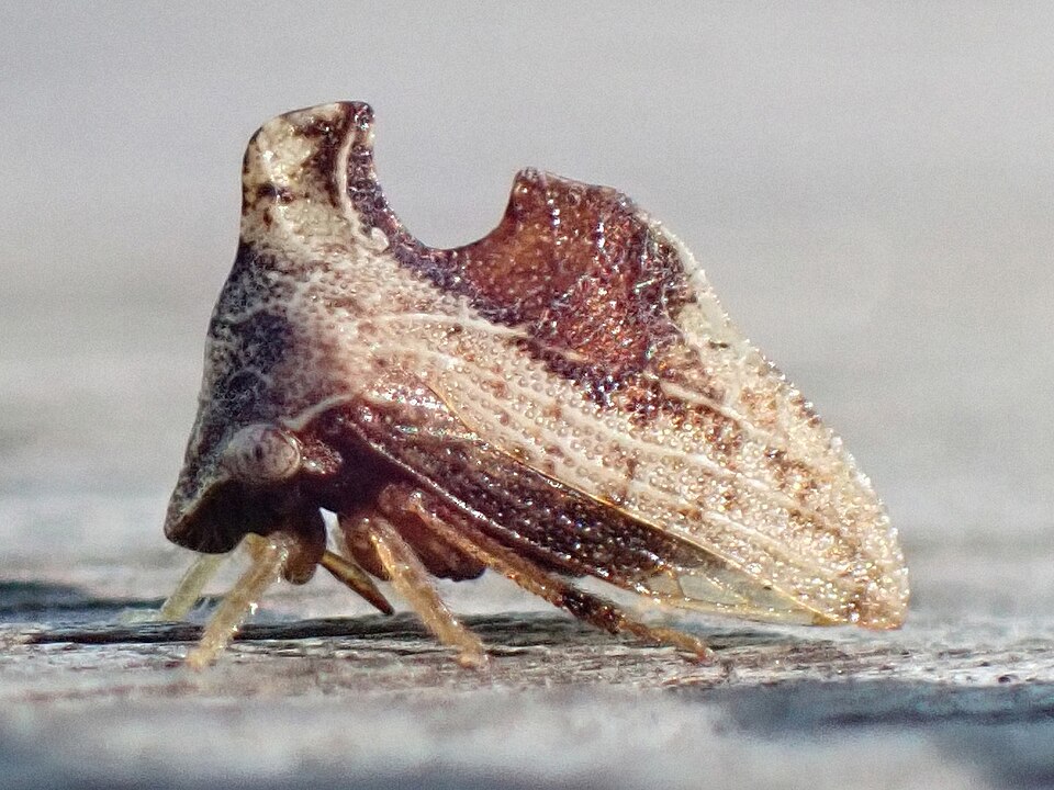 Photo of Keeled treehopper