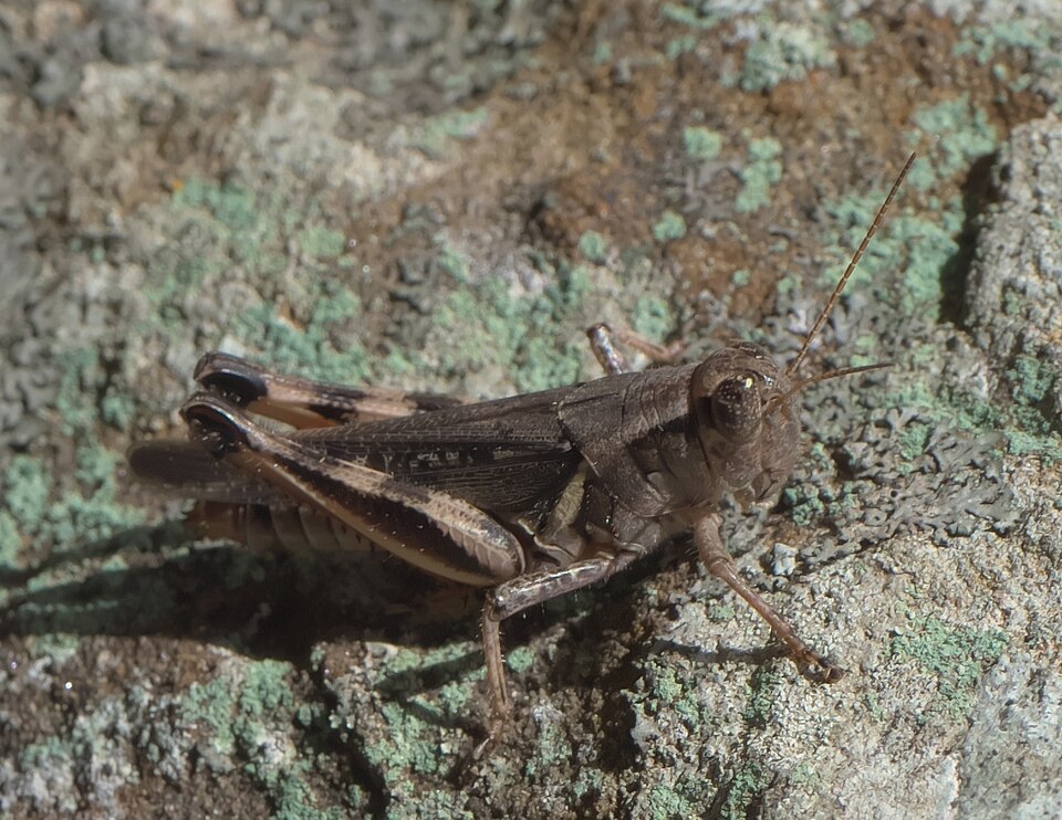Photo of Keeler's spur-throat grasshopper
