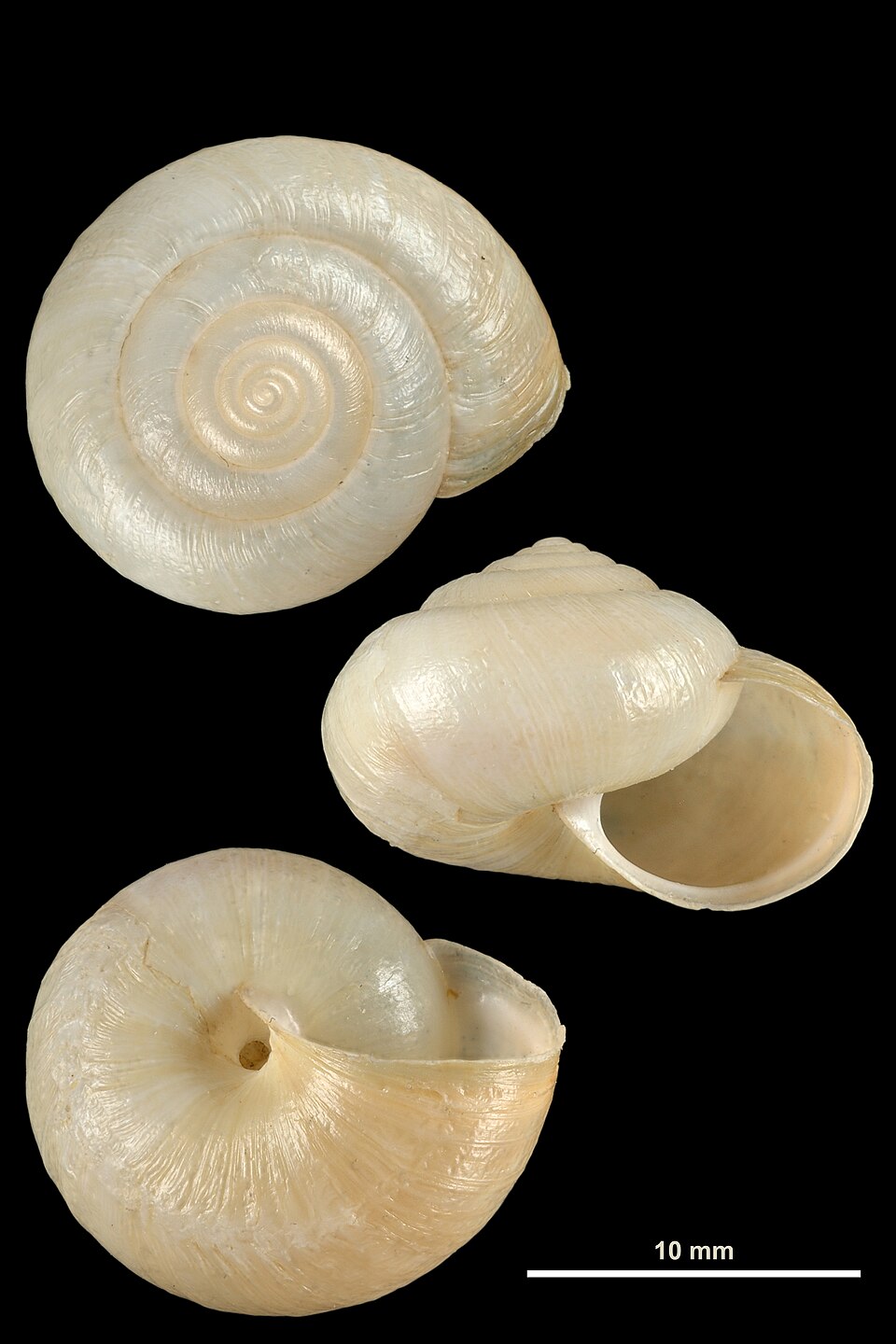 Photo of Kentish nun snail