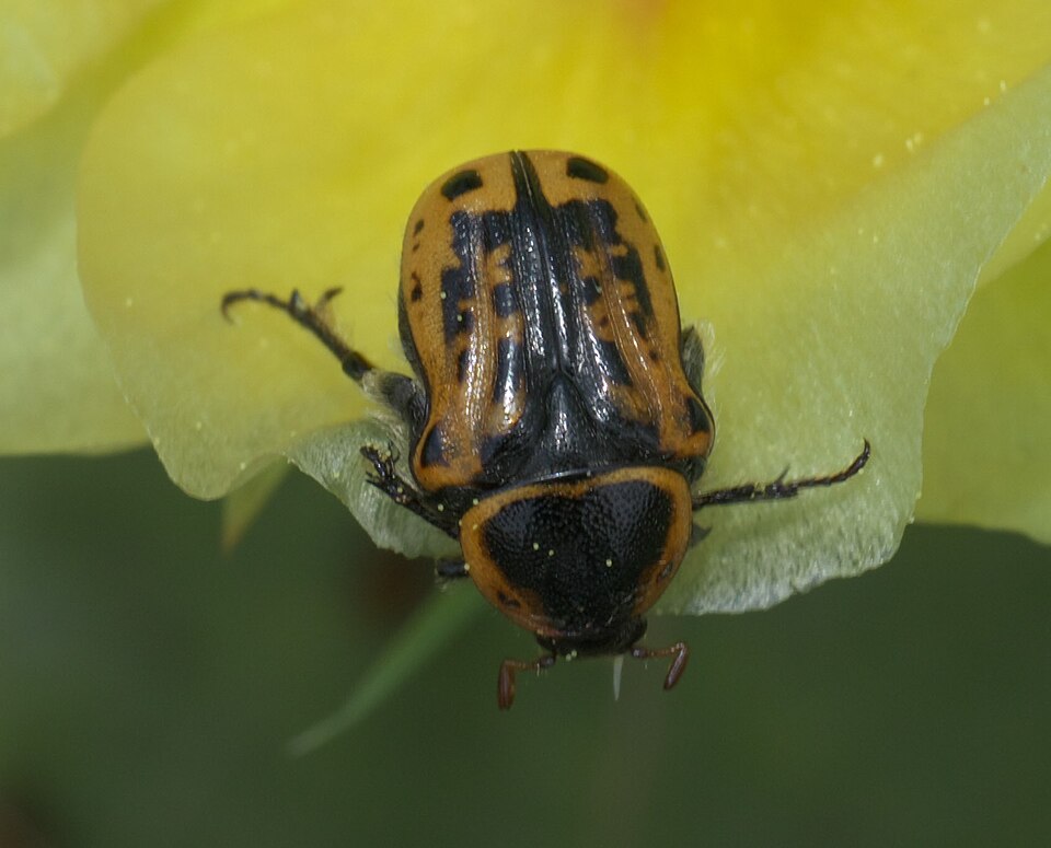 Photo of Kern's flower scarab