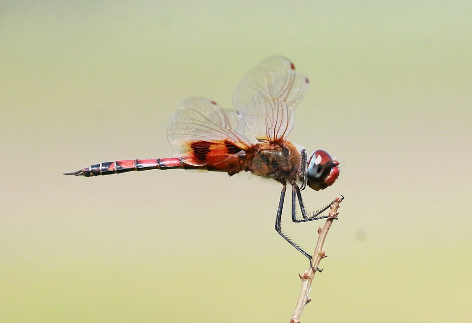 Photo of Keyhole glider