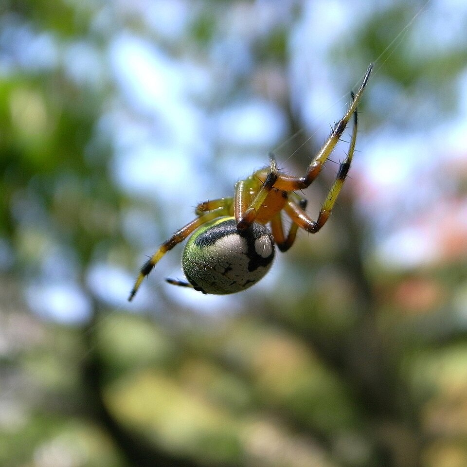 Photo of Kidney garden spider