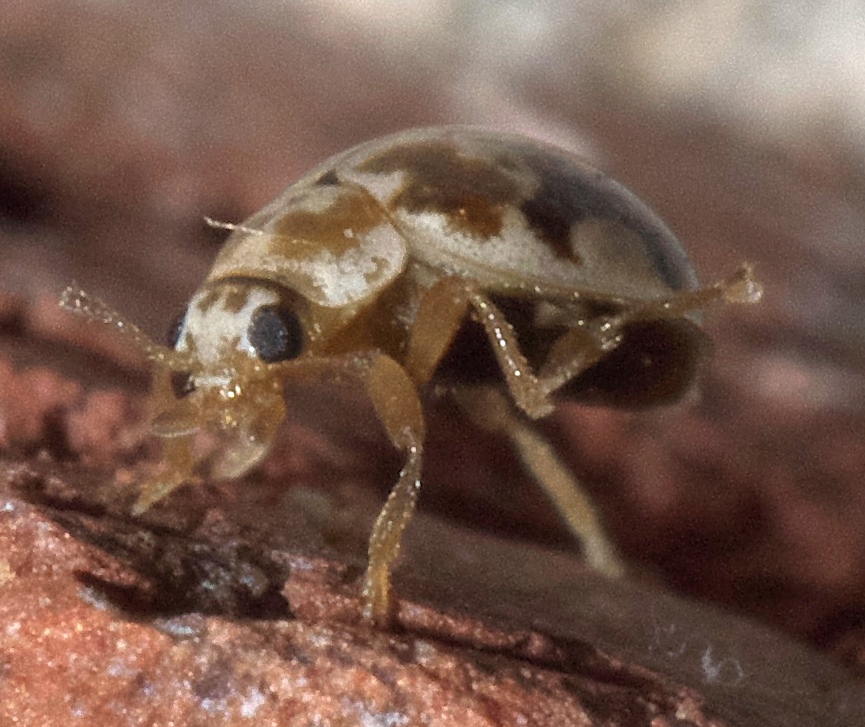 Photo of Kidney-spotted fairy lady beetle