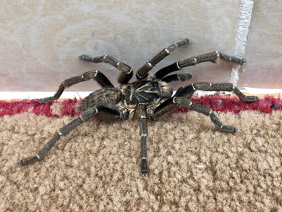 Photo of Kilimanjaro mustard baboon spider