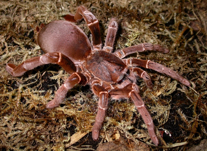 Photo of King baboon spider