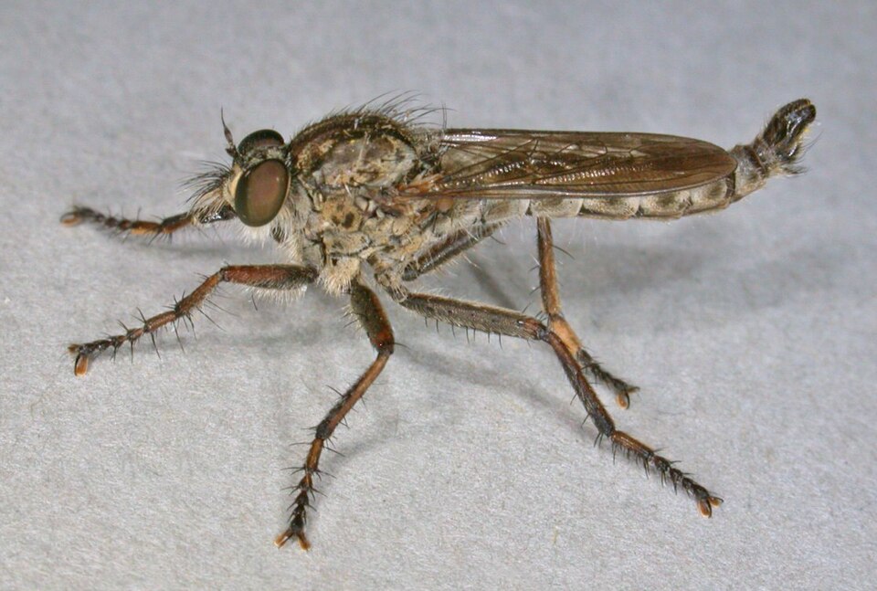 Photo of Kite-tailed robberfly