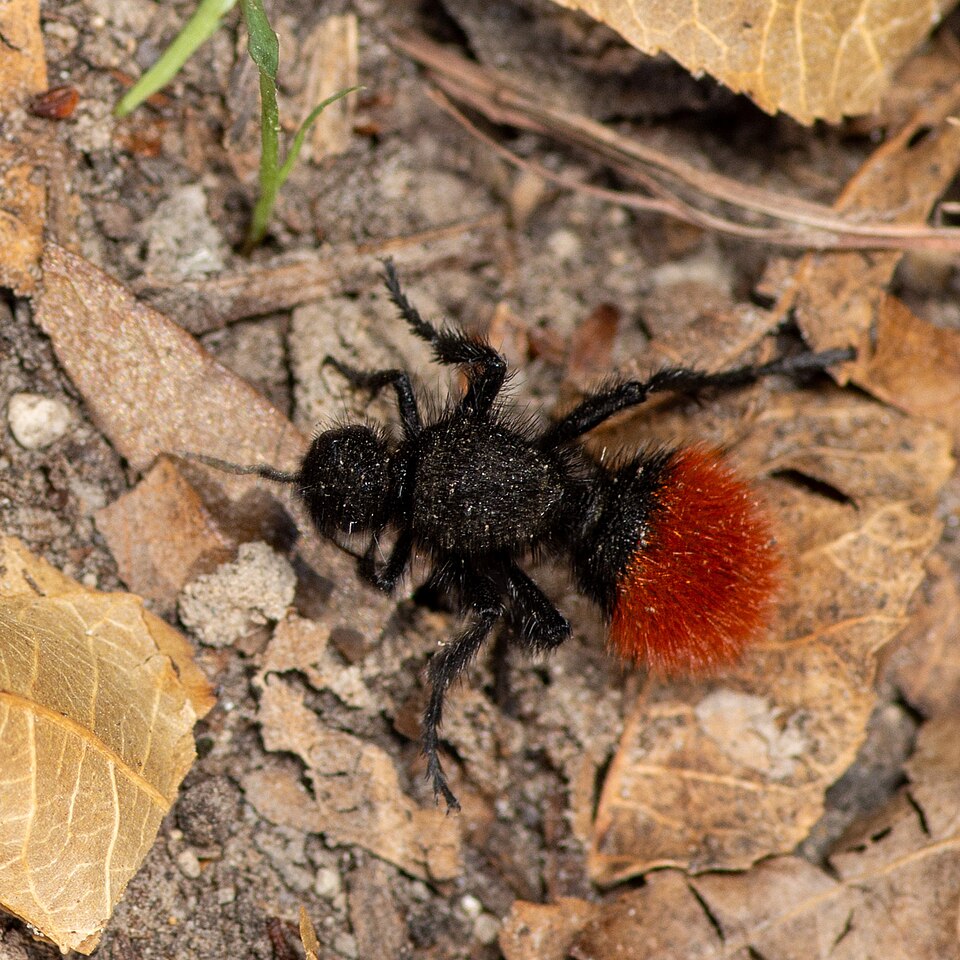 Photo of Klug's velvet ant