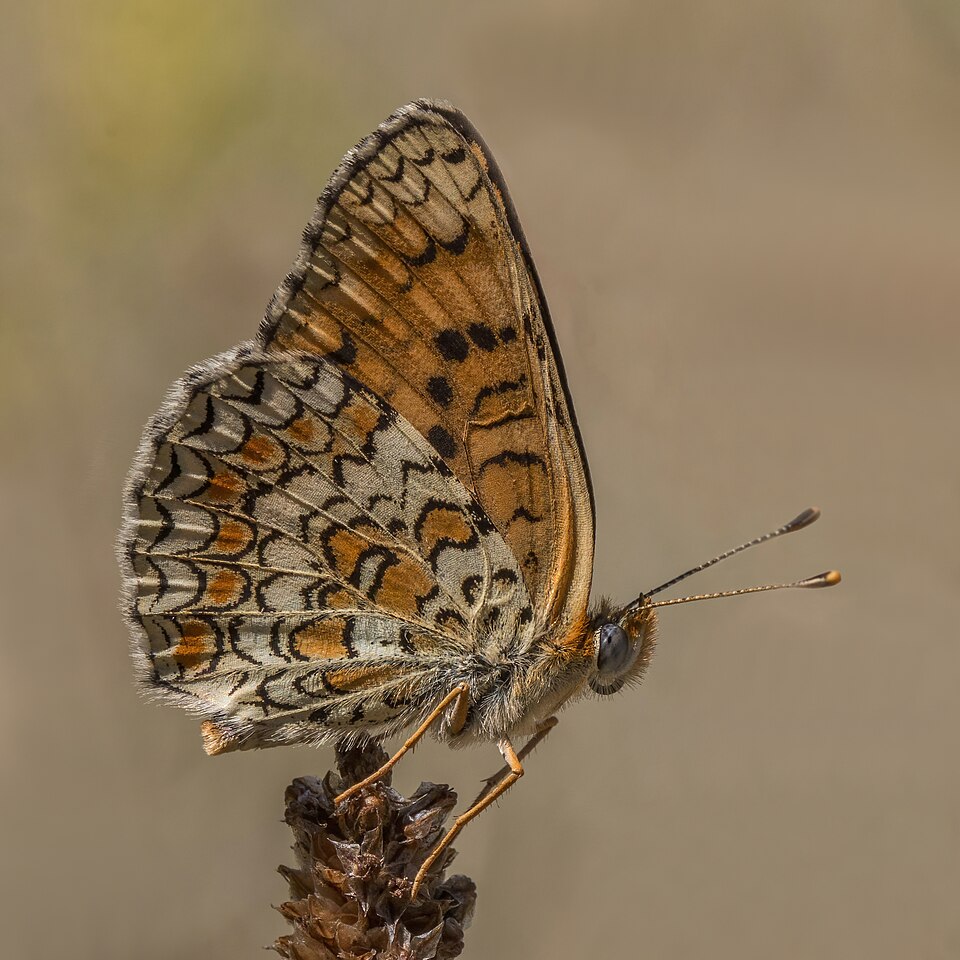 Photo of Knapweed fritillary