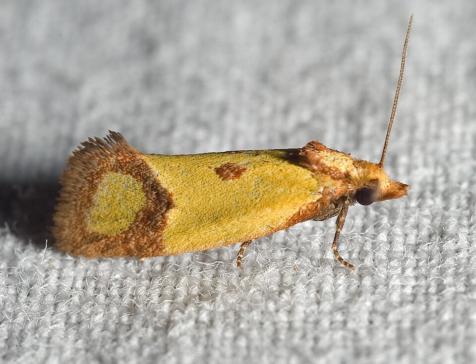 Photo of Knapweed root moth