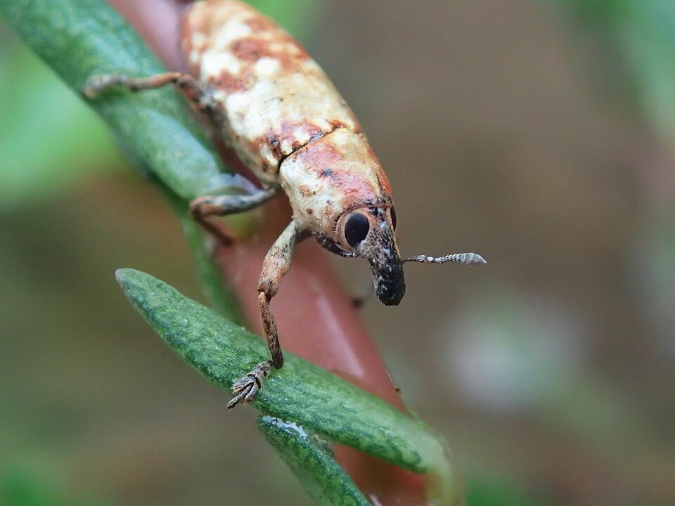 Photo of Knapweed root weevil
