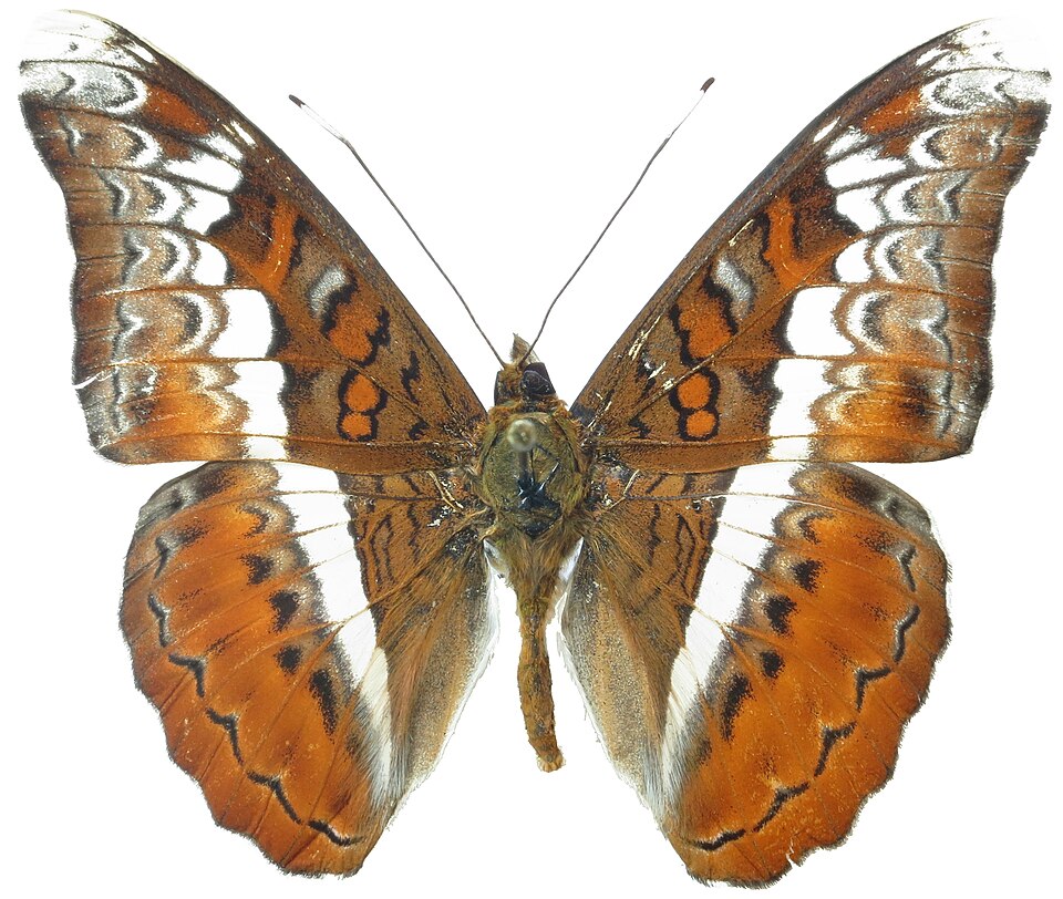 Photo of Knight