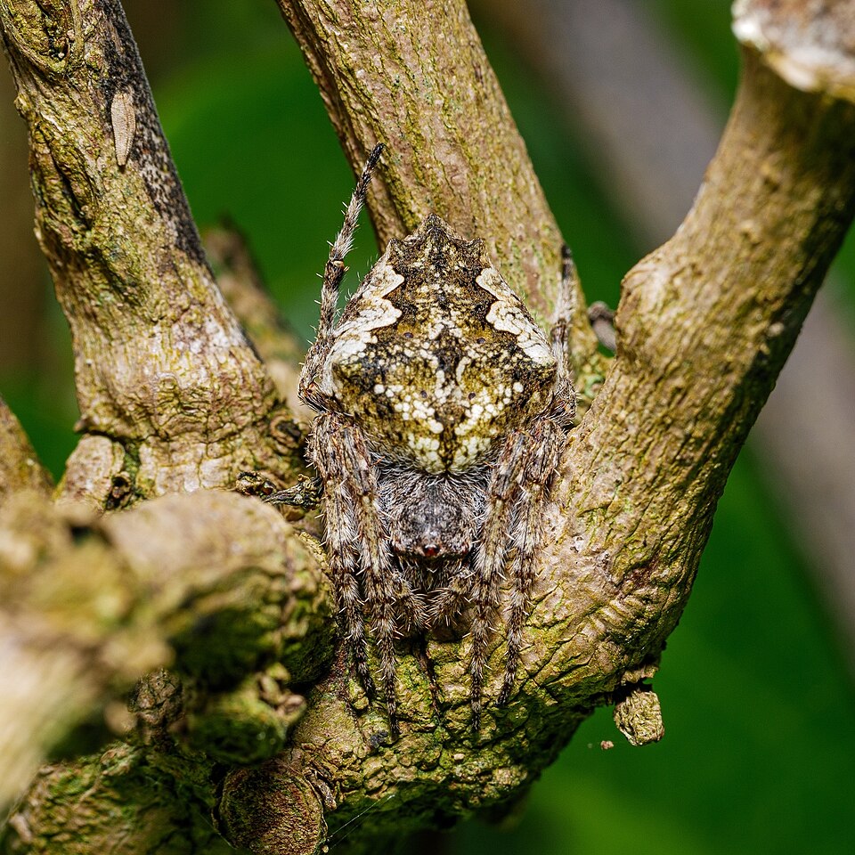 Photo of Knobbled orbweaver