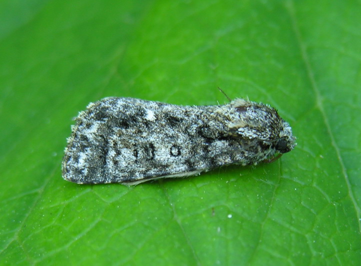Photo of Knot grass moth