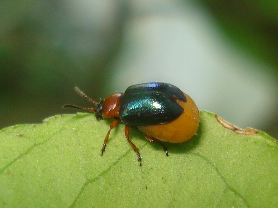Photo of Knotweed leaf beetle