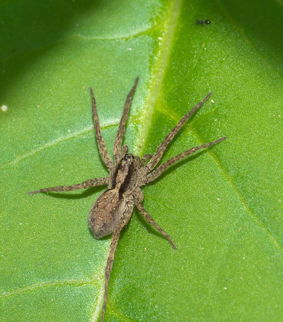 Photo of Koch's wolf spider