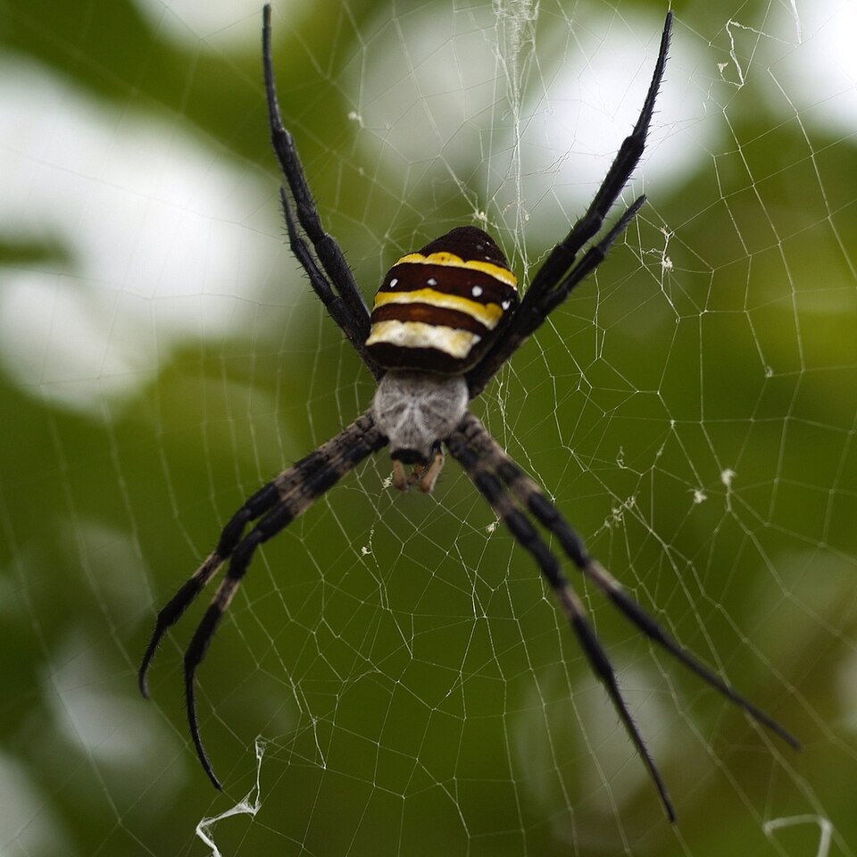 Photo of Kogane spider