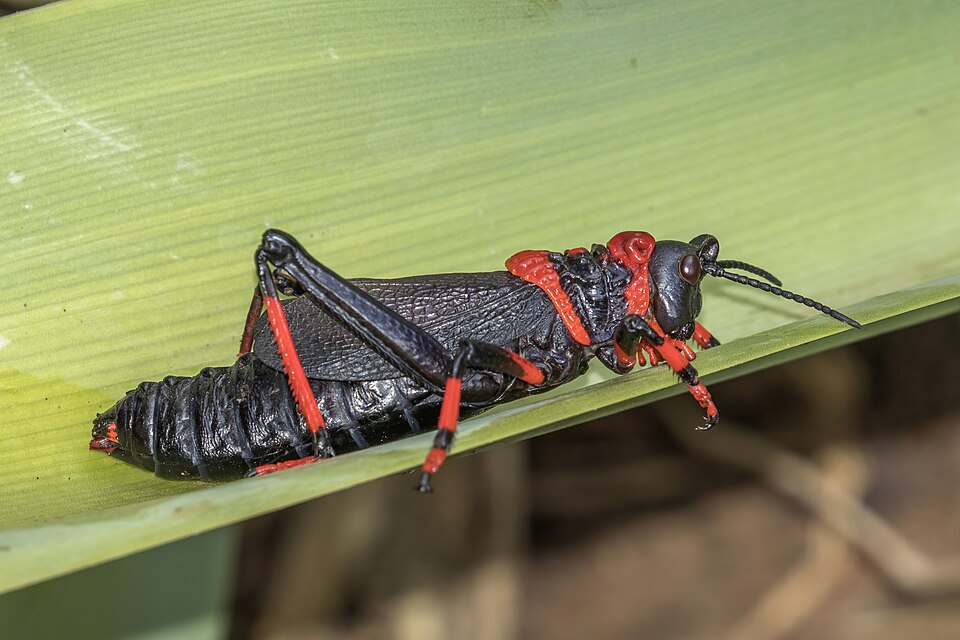 Photo of Koppie foam grasshopper