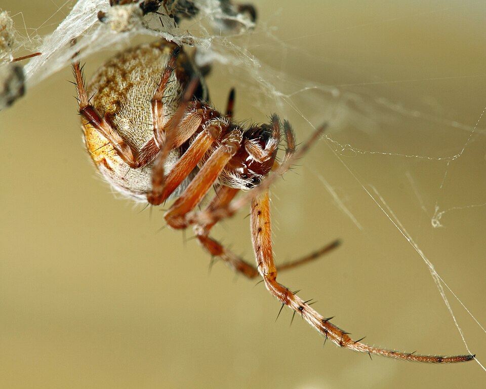 Photo of Labyrinth orbweaver