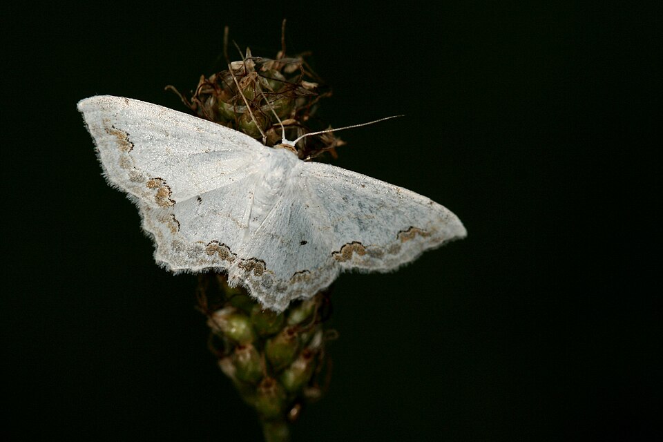 Photo of Lace border