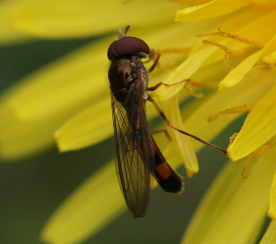 Photo of Ladder-backed hover fly