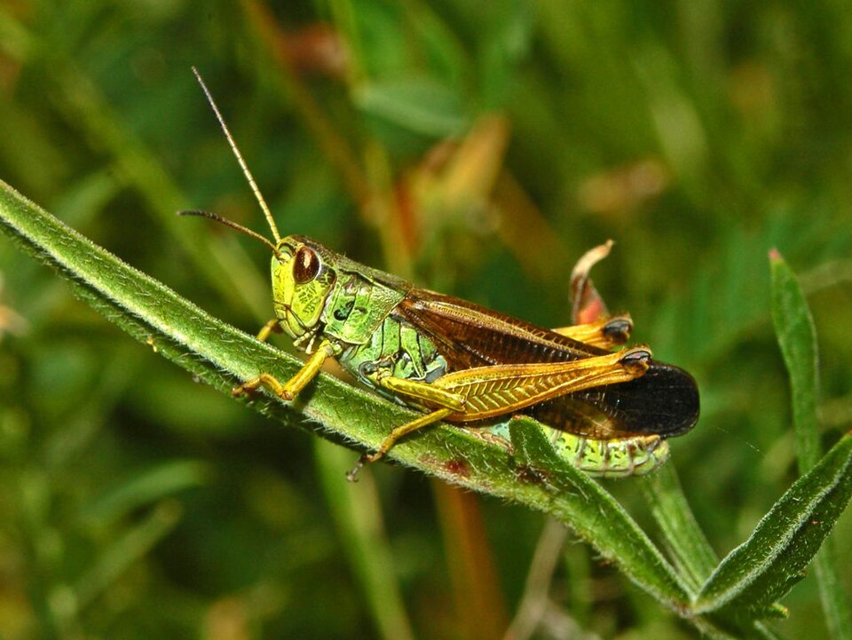 Photo of Ladder grasshopper