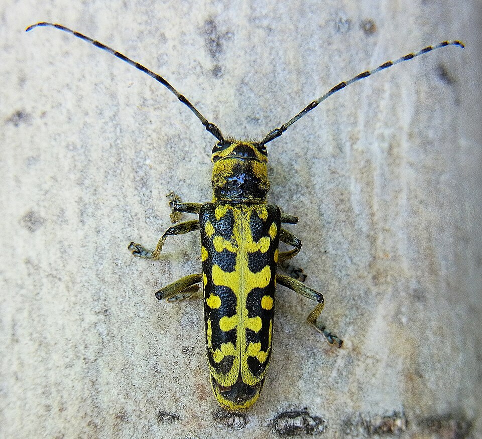 Photo of Ladder-marked longhorn beetle