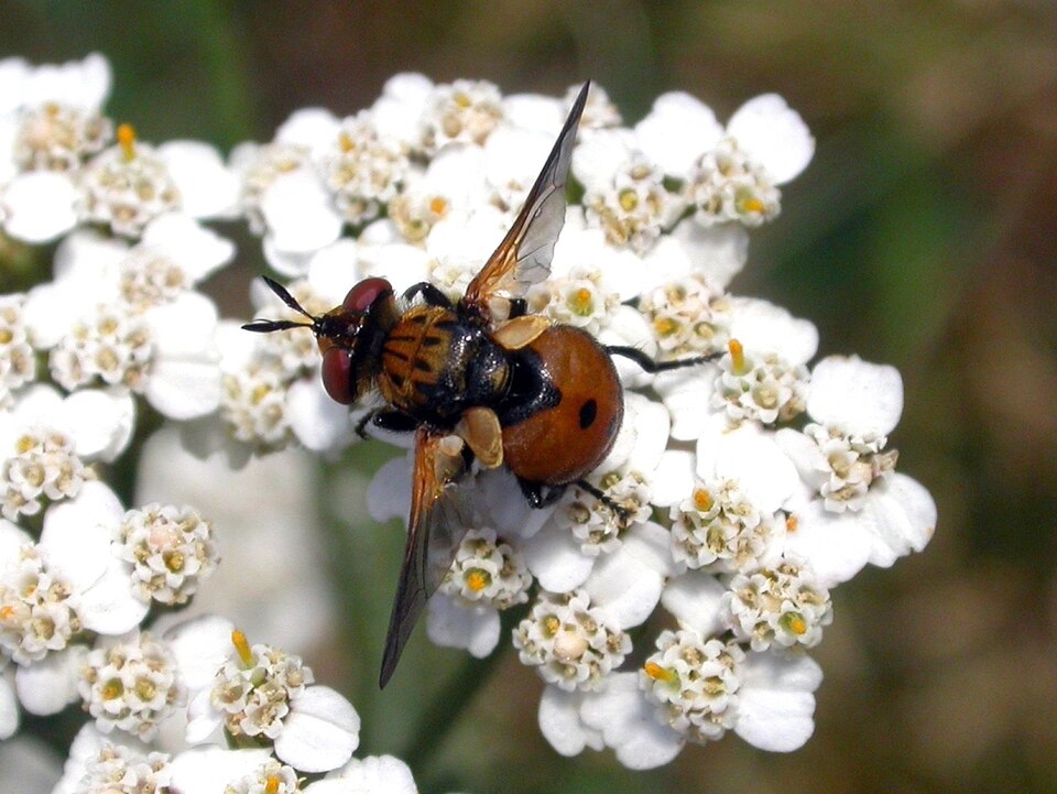Photo of Ladybird fly