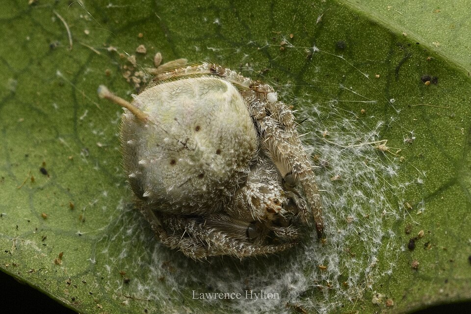 Photo of Laglaise's garden spider